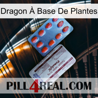 Dragon À Base De Plantes 36